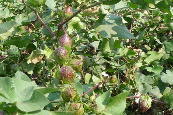 棉花的种植密度要考虑什么,实际密度取决于土壤肥力、棉花品种等因素
