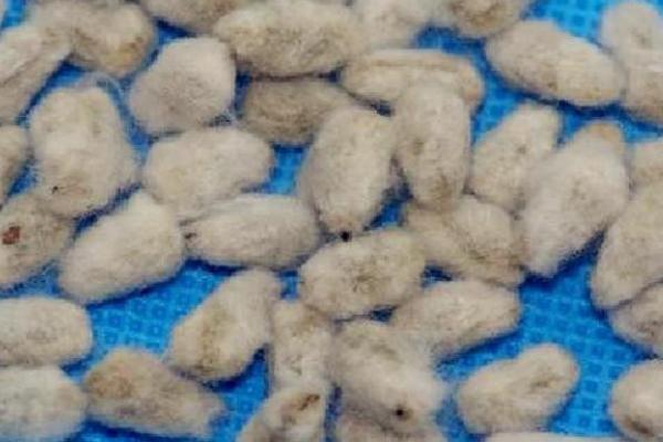 棉花的种植密度要考虑什么,实际密度取决于土壤肥力、棉花品种等因素