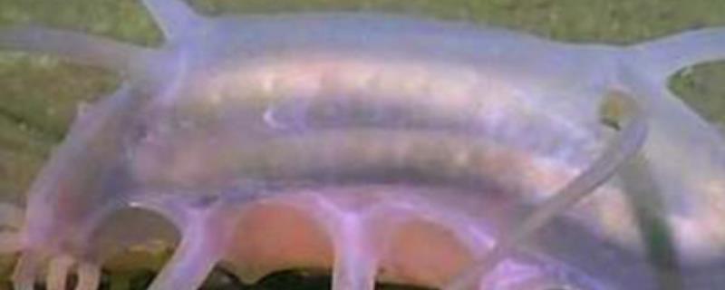 海母猪究竟是什么生物，它是属于海洋中的一类海参属动物，