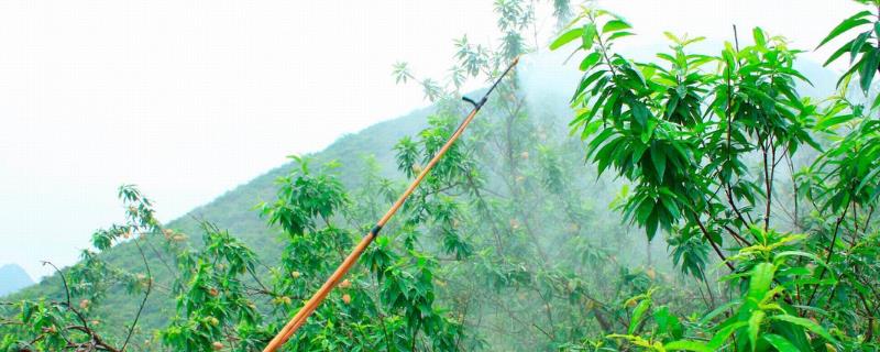 呋虫胺可以和哪些农药进行复配，复配之后对害虫的防治效果会更好吗