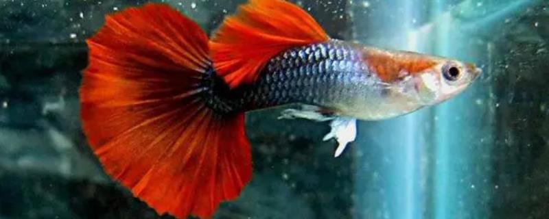 到底应该怎么繁殖孔雀鱼，如何让公鱼和母鱼完成交配授精