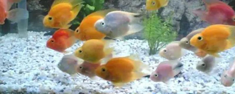 糖果鹦鹉鱼到底好不好养，它的饲养难度其实并不算很大