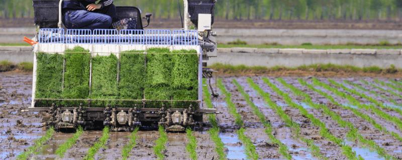 水稻插秧机株距的调整方法有哪些，其株距大小主要由前进的速度来控制