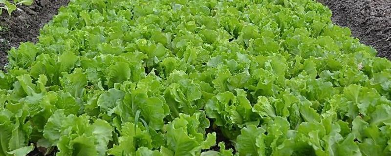 露地生菜的最佳种植时间是什么时候，其详细分为春播季节和秋播季节