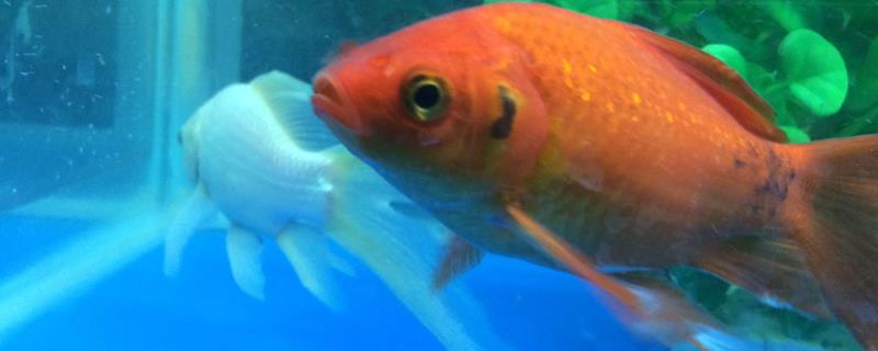 金鱼为何会突然变黑，可能是受到了惊吓或者是水质变差等因素所导致的