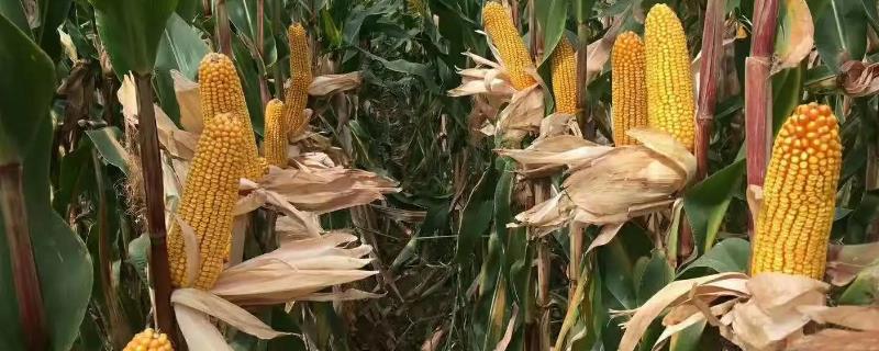 吉单27玉米种的特征特性有哪些，它属于中早熟玉米品种吗