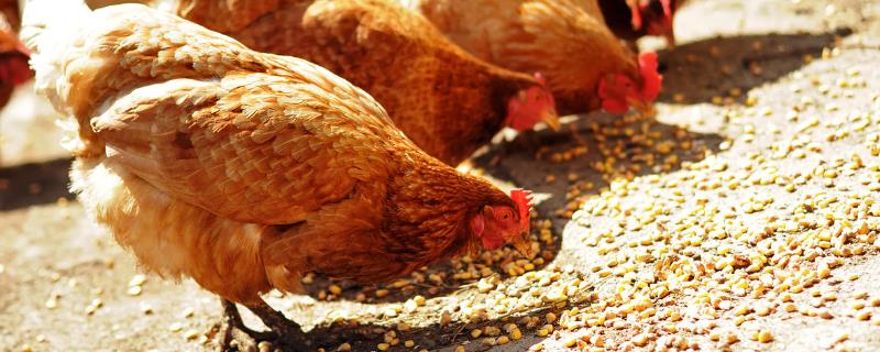 母鸡喂食玉米会更容易下蛋吗，玉米与其他饲料搭配效果会更佳