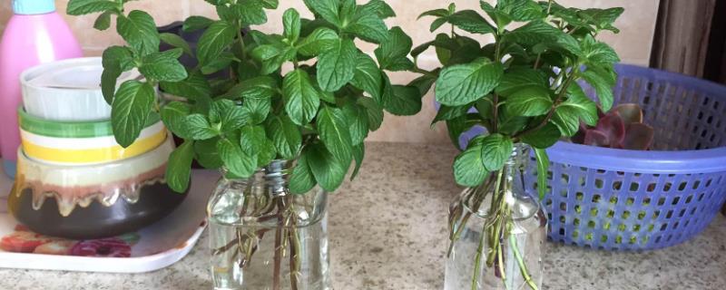 水培薄荷的正确养殖方法，水培的时间建议选择春季和夏季