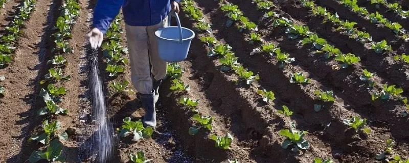 家庭园艺施肥的小技巧，基肥与种肥该如何搭配进行施用