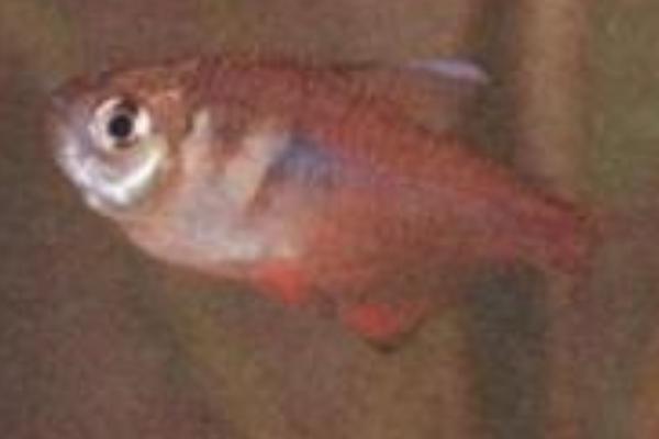 红裙鱼好不好养,饲养起来比较省心