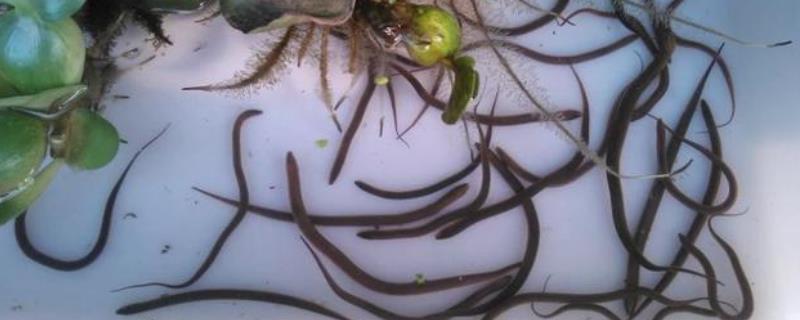 黄鳝是如何进行繁殖的，挑选到合适的亲鱼才是成功的关键