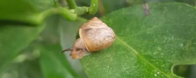 四聚乙醛防治什么害虫的效果比较好，它在防治软体动物害虫方面效果极佳