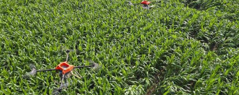 玉米长到几叶能用芸苔素呢，10至12片叶时就可以使用