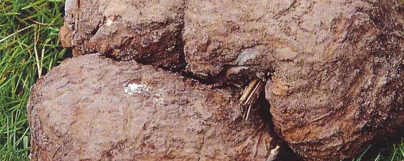 茯苓种植多久之后才能进行收获，它的生长期通常在九到十个月左右