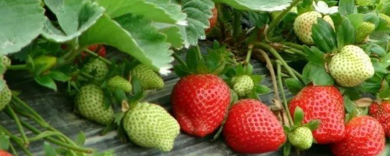 如何科学防治草莓黑心病呢，可以增加施用生物有机肥以及及时摘除黄叶
