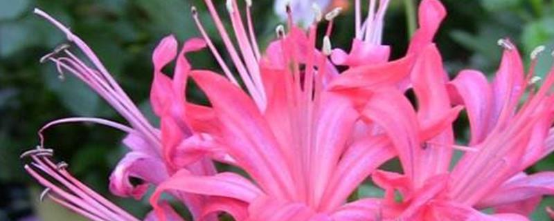 娜丽花的真正花语，它代表着期待再次相见