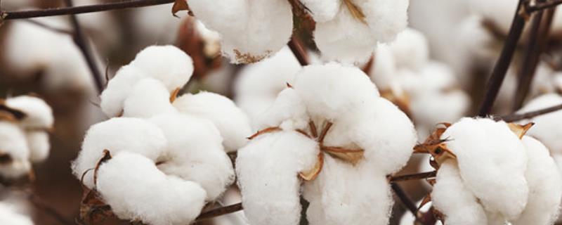 棉花的种植密度具体要考虑哪些方面，实际密度取决于土壤肥力与棉花品种等诸多因素