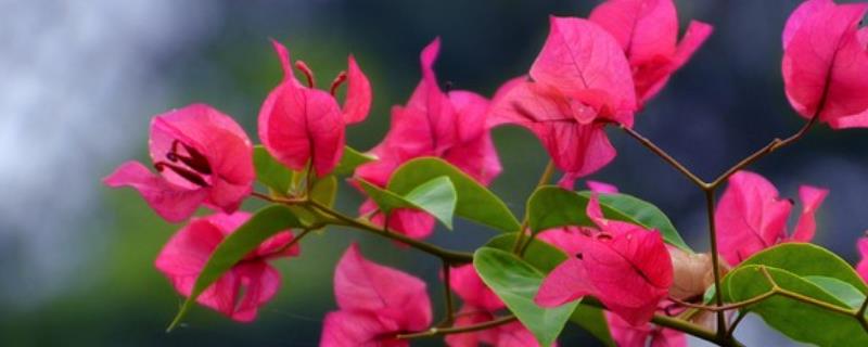 三角梅正确的施肥技术方法，平时大约每半个月左右就施用一次肥料