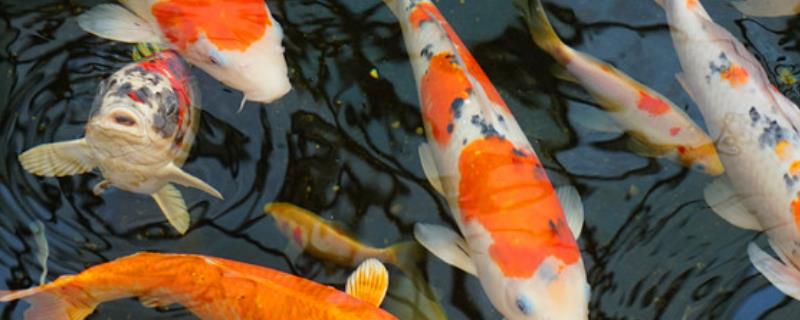 锦鲤鱼适合和什么鱼混养比较好，也可以选择体型较大的金鱼进行混养
