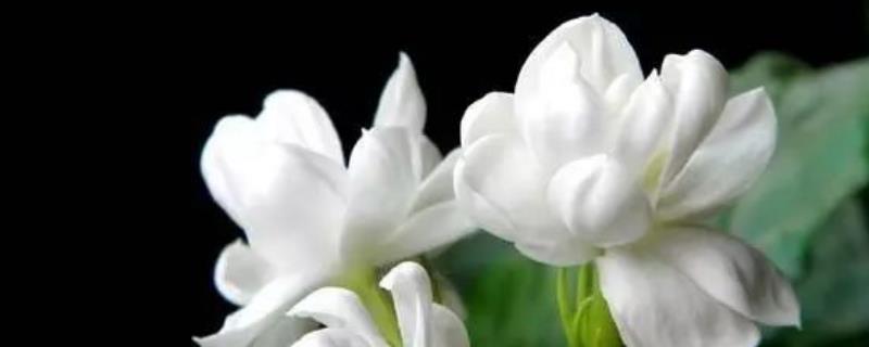 茉莉花有哪些繁殖方式，可以进行扦插与压条