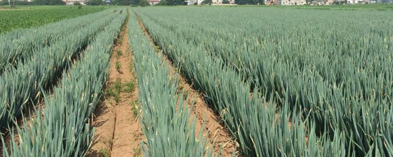 大葱田除草剂的具体使用方法有哪些，一定要记得采用二次稀释法操作