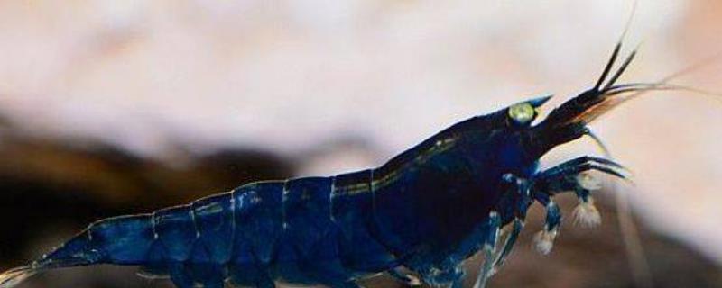 应该如何给观赏虾进行喂食，每天可以饲喂两次或者间隔几天喂食一次