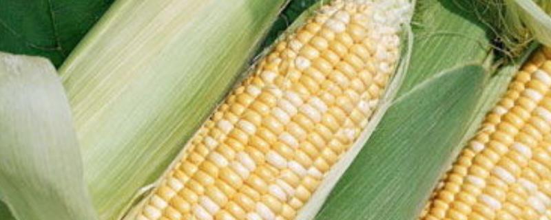 阳光99玉米种的特征特性有哪些，其在夏播时的生育期大约为96-101天