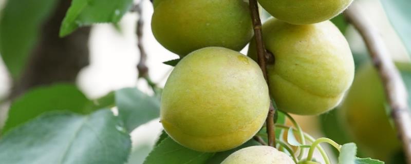 秋季果树管理存在哪些误区，这五个关键要点大家一定要提高警惕