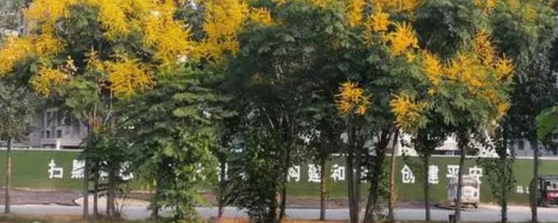 详解栾树的扦插育苗技术，使用0.5至2厘米的树干作为种条