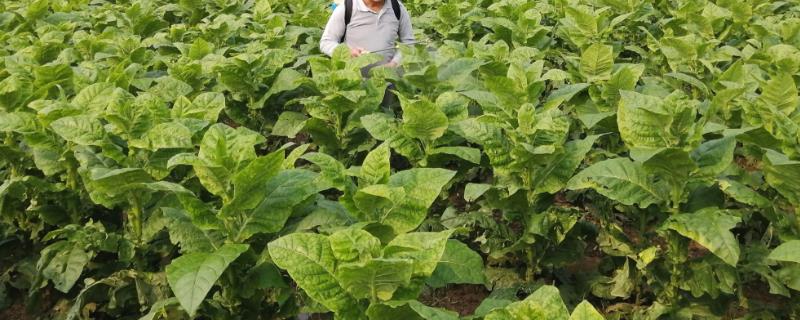 辛菌胺醋酸盐的防治对象有哪些，它可以主治果树腐烂病和棉花枯萎病以及大豆根腐病等多种病害