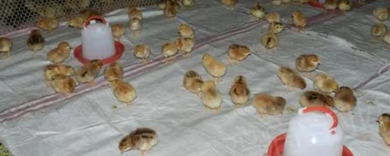 小鸡养殖技术有哪些，它们抗寒能力差需要控制好育雏温度