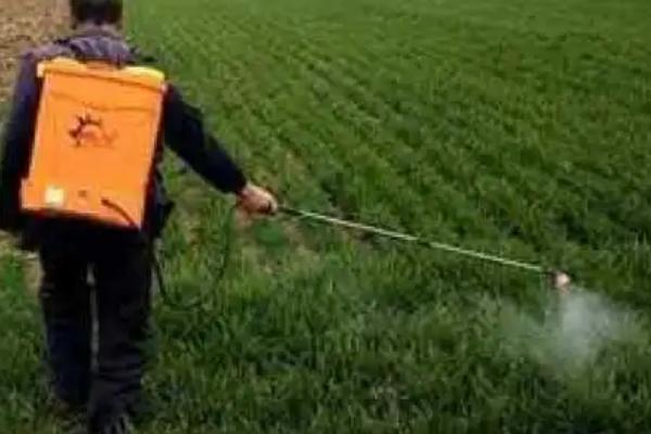吡虫啉的主要防治对象,主治蚜虫、蓟马等刺吸式口器害虫