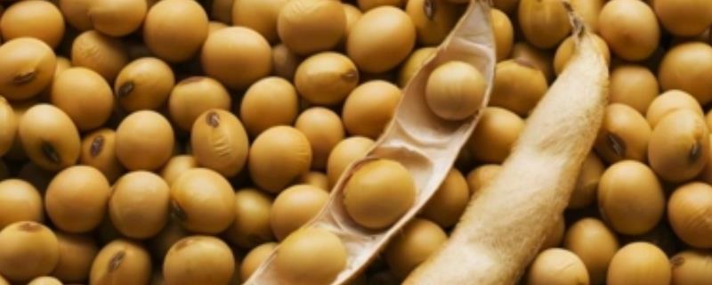 玉米茬种植大豆应该如何进行施肥，一定要学会科学施用优质有机肥