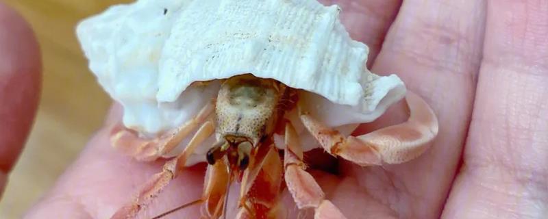 寄居蟹具体用什么水来饲养，不同品种的寄居蟹是否需要用不同的水质