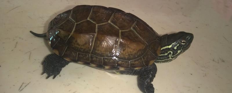 草龟长大1厘米究竟需要多长时间，它所需的时间通常为6到12个月左右