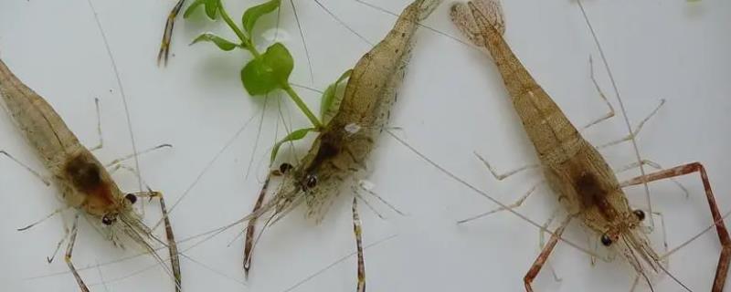 河里的透明小虾会吃什么，它们常以浮游生物和藻类为食
