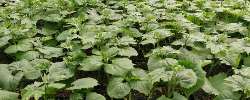 苦瓜的详细种植方法有哪些，挑选那些抗病性更强且产量更高的优良种子