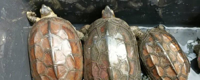 刚出壳的草龟体长大概有几厘米，它们一般是在2-3厘米左右的范围