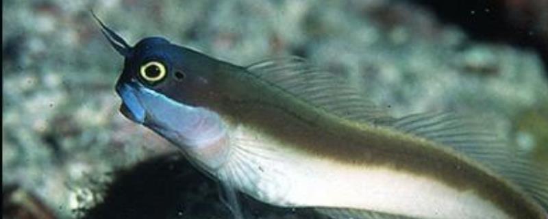 黄黑鳚究竟好不好养，是否容易饲养且比较适合新手