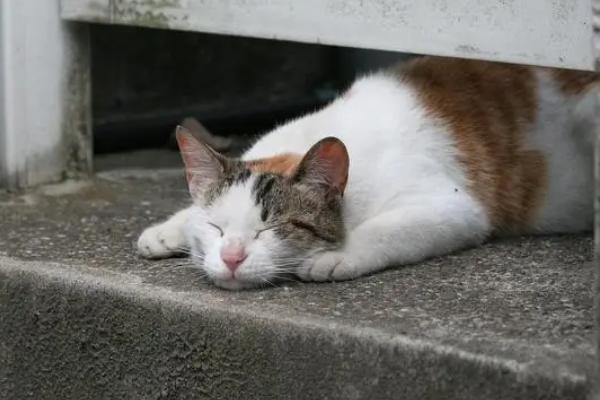 流浪猫可以带回家吗,可以带回家但需及时检查身体状况