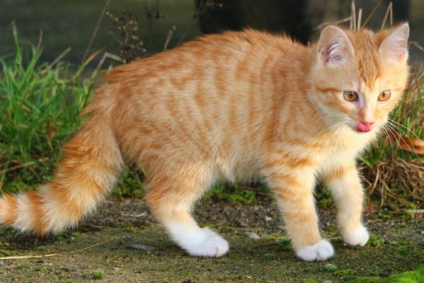 流浪猫可以带回家吗,可以带回家但需及时检查身体状况
