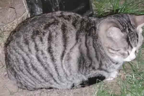 流浪猫可以带回家吗,可以带回家但需及时检查身体状况