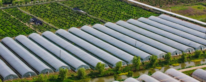 怎样才能正确地挑选蔬菜大棚薄膜，不同类型的薄膜分别适合哪些不同的作物