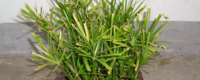 水竹发黄的原因有哪些，光照温度不适宜或施肥不当等情况均有可能导致