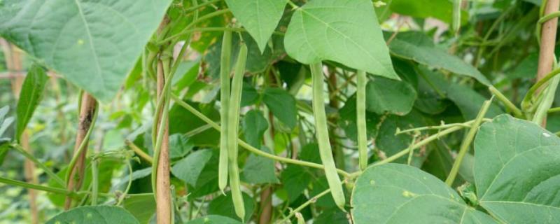 几月份种植四季豆比较合适，南方地区可以在1-3月份这段时间进行春播