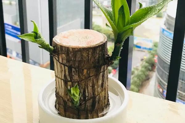 巴西木如何换土,要考虑到土的通气性