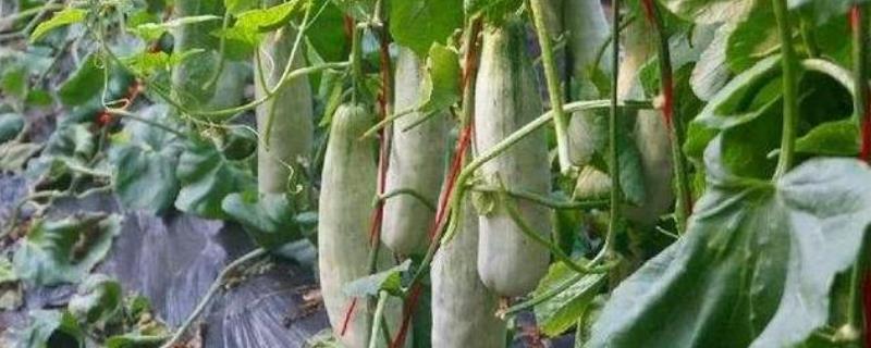 羊角蜜甜瓜的主要产地在哪里，属于河北省青县本地的知名土特品种