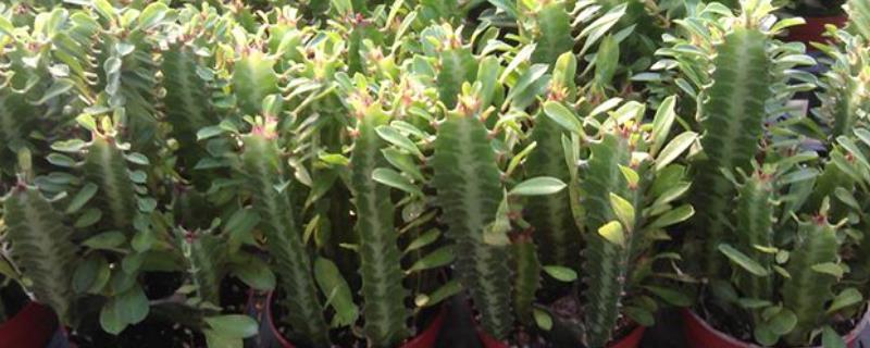 三棱箭的详细形态特征，它是一种附生攀援性多浆植物