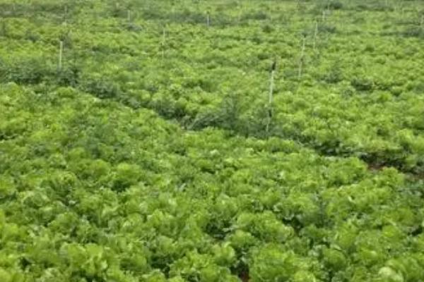 露地生菜的种植时间,分为春播和秋播