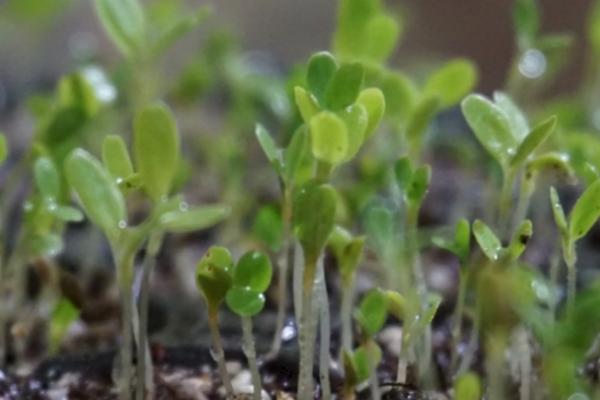 露地生菜的种植时间,分为春播和秋播